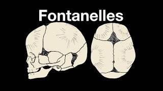 Skull fontanelles [upl. by Jat]