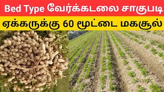 Bed Type வேர்க்கடலை சாகுபடி முறை A to Z  Peanut  groundnut harvester machine kadiri 1812 part 1 [upl. by Bores]