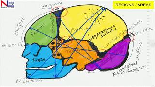 FETAL SKULL  English  Nursing Lecture [upl. by Aziar]