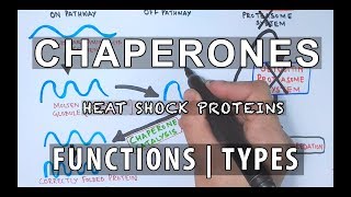 Chaperones  Functions amp Types [upl. by Oiramel423]