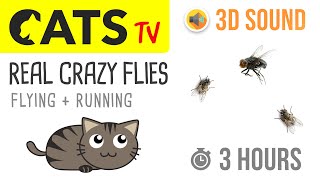 CATS TV  REAL Crazy FLIES 🪰 3 HOURS Game for Cats to Watch [upl. by Chalmers599]