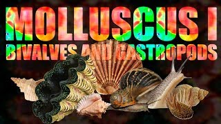 Mollusca I  Bivalves and Gastropods [upl. by Wiltz363]