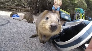 Adorable Quokka Wants A Cuddle [upl. by Ivgnout]