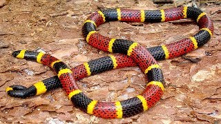 10 Serpents Exotiques Uniques Dans Le Monde [upl. by Amer]