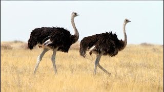 National Geographic Documentary Wild  THE BIGGEST BIRD ALIVE Its Ostrich  BBC Documentary History [upl. by Ruford330]