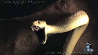 Black Mambas 01 Mamba vs Humans [upl. by Seni]