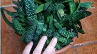 How to care for Gasteria Succulent plants [upl. by Notsag]