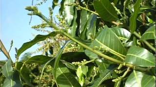 Mango Flowering Stages [upl. by Bicknell]