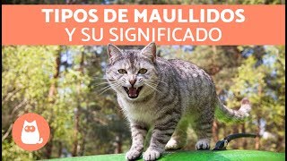 Maullidos de los gatos y su SIGNIFICADO [upl. by Olney487]