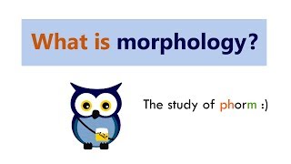 What is morphology [upl. by Pepito518]