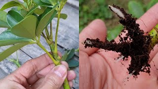 How to grow Schefflera plant from cuttings  Propagate the Schefflera plants  Umbrella Tree [upl. by Feenah]