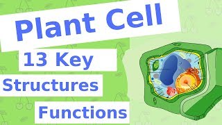 The Plant Cell  13 Key Structures [upl. by Assisi]