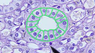 Epithelial Tissue Identification Video [upl. by Sessler]