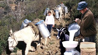 Vida diaria de 3 FAMILIAS DE CABREROS en el monte ordeño pastoreo y cuidado de las CABRAS [upl. by Noyahs]