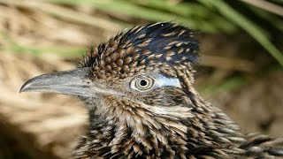 Greater Roadrunner in Exquisite 4k Detail [upl. by Ybhsa461]