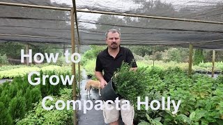 How to grow Compacta Hollies with detailed description [upl. by Popele]