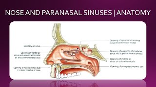 NOSE AND PARANASAL SINUSES  ANATOMY  SIMPLIFIED [upl. by Alleul]