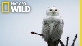 Silent Snowy Owl Attack  Alaskas Deadliest [upl. by Baggett]