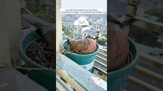 A woman supported a mother turtle dove in raising her chicks [upl. by Brade708]