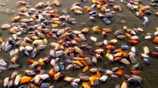 Surprisingly talented tiny coquina clams [upl. by Attenal455]