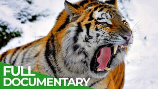 Wildlife  Episode 1 Tiger Lion Leopard amp Jaguar  The Four Big Cats  Free Documentary Nature [upl. by Ttcos]