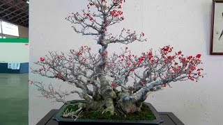 Ilex crenata Japanese Holly [upl. by Jereld]