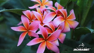 Propagating Frangipani aka Plumeria Cuttings [upl. by Ahsauqram]