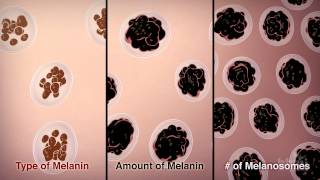 How We Get Our Skin Color  HHMI BioInteractive Video [upl. by Semaj]