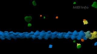 Actin filament assembly [upl. by Ahcila]