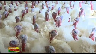 Poultry Production from Start to Finish [upl. by Ennaisoj]