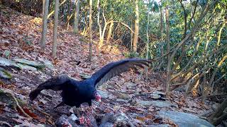 Turkey Vulture super closeup AudioVideo [upl. by Nedaj]