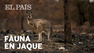 Los animales de Australia en jaque por los incendios [upl. by Newo]