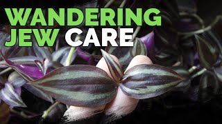 Wandering Jew Plant Care Growing Tradescantia Zebrina [upl. by Chu]