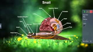 Snail [upl. by Nitsid338]