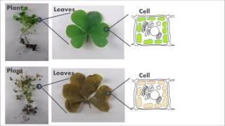 How Atrazine Kills Plants [upl. by Zampino]