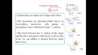 Nucleosides [upl. by Arikehs]