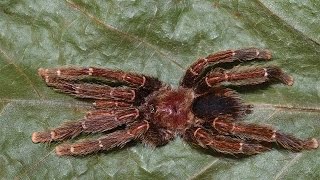 Avicularia – The “bird eating” tarantulas [upl. by Bern]