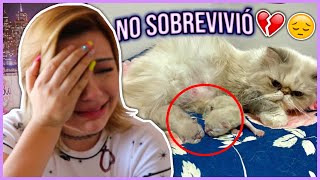 YA NACIERON LOS GATITOS 😔 UN VIDEO MUY TRISTE  Lulu99 [upl. by Eetsirhc361]