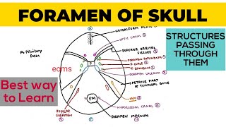 Foramen of Skull  Structures passing through them  Neuroanatomy [upl. by Ahsiemac]