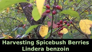 Harvesting Spicebush Berries  Lindera benzoin [upl. by Proud]