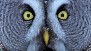 Mesmerising Owl Moments  BBC Earth [upl. by Naerb]