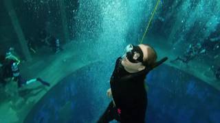 Freediving im Dive4Life Tauchturm Siegburg 2020  Deutschlands tiefster Pool [upl. by Jaquenetta]