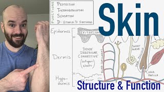 Integumentary System  Structure and Function of the Skin [upl. by Enom]