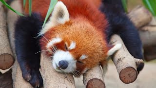 Interesting facts about Red Pandas [upl. by Einaffets]