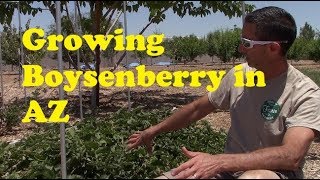 Growing Boysenberry in AZ [upl. by Treblah]