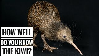 Kiwi Bird  Description Characteristics and Facts [upl. by Enad511]