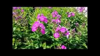 Best Perennials Phlox Laura [upl. by Oibirot390]