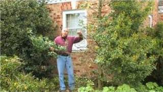 Gardening  How to Prune Hollies [upl. by Gnay]