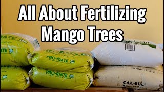 All About Fertilizing Mango Trees [upl. by Yetti]