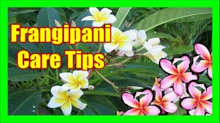 Frangipani Tree Care Plumeria Tree Frangipani Pruning Frangipani Diseases and Fertilizer [upl. by Trescha]